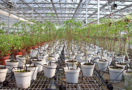 Engenharia de acessórios de gotejamento de plástico para irrigação de plantas domésticas portáteis personalizáveis