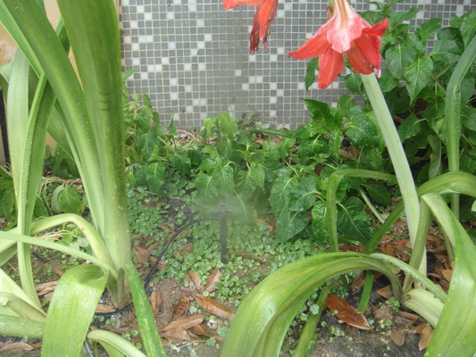 Centrífugo Transplante Pulverizador de Culturas em Potes 100-300KPA Distância Ajustável Sprinkler Ray