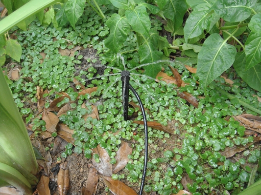 Sprinkler de ligação inserida de raios/centrífugas para irrigação agrícola consistente no jardim