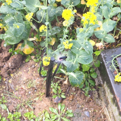 G Tipo 360 Agropecuária e Florestal Sprinkler de jardim para irrigação Quick Connect