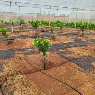 360 graus Sprinkler de água agrícola Estilo normal para irrigação por micro sprinkler